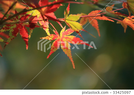 Autumn leaves single leaves Autumn leaves single leaves 33425097