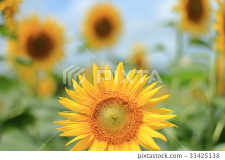 向日葵 向日葵 33425138