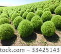 KOKIA 33425143