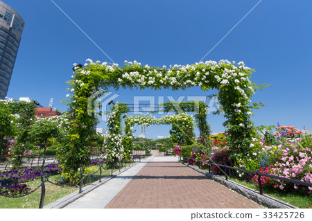 Yokohama, Yamashita Park with roses, fine weather in early summer Yokohama, Yamashita Park with roses, fine weather in early summer 33425726