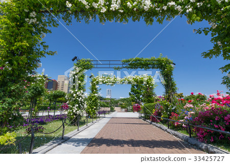 Yokohama, Yamashita Park with roses, fine weather in early summer Yokohama, Yamashita Park with roses, fine weather in early summer 33425727