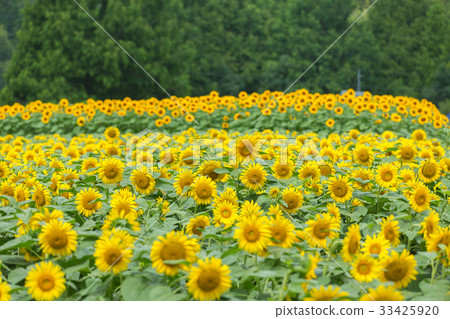 Sunflower (sunflower, sunflower) 33425920