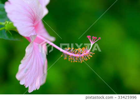 Macro of hibiscus pollen. Macro of hibiscus pollen. 33425996
