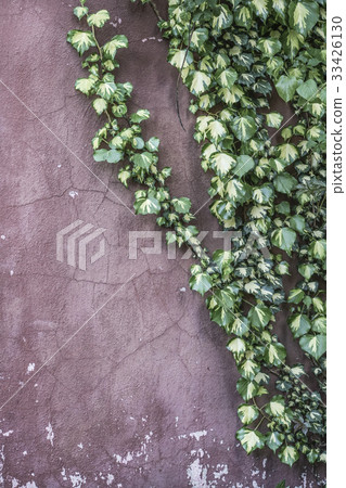 ivy leaves on wall with copy space ivy leaves on wall with copy space 33426130