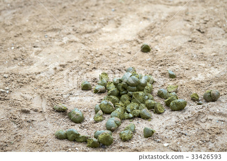 Pile of horse dung on the sand The dark green  33426593