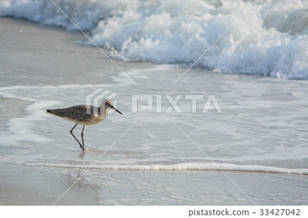 Willet (catoptrophorus semipalmatus) feeding 33427042