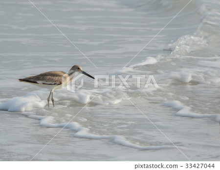 Willet (catoptrophorus semipalmatus) feeding Willet (catoptrophorus semipalmatus) feeding 33427044