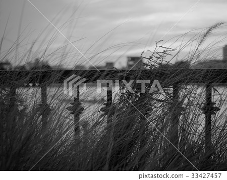 black and white grass flower field in nature 33427457