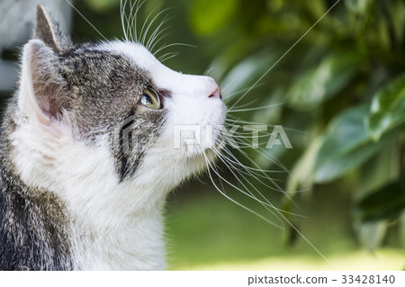 Cat observing it's prey in a tree 33428140