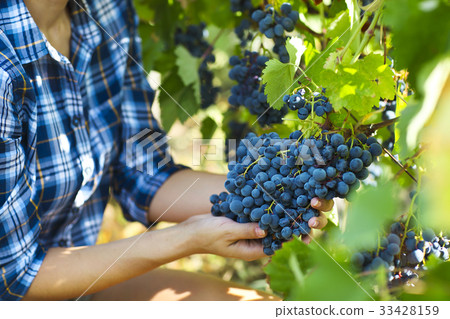Farmer with freshly harvested grapes. 33428159