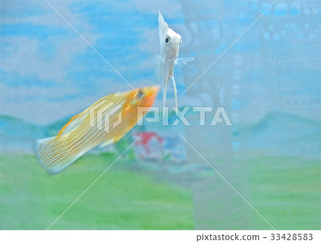 Angelfish dancing in the sky Angelfish dancing in the sky 33428583