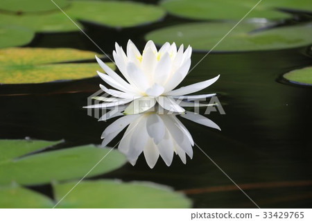 A beautiful white lily pad 33429765