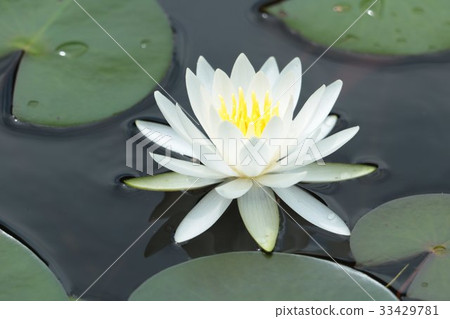 A beautiful white lily pad A beautiful white lily pad 33429781