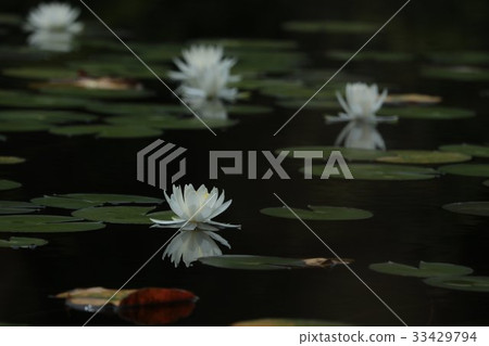 一個美麗的白百合墊 33429794