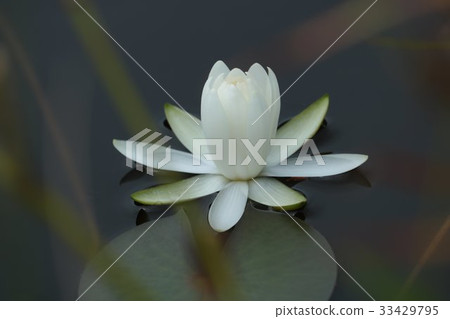 一個美麗的白百合墊 一個美麗的白百合墊 33429795