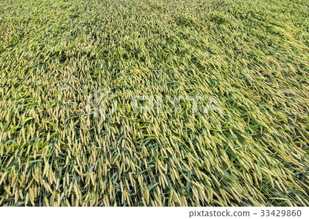 wheat field in belarus 33429860