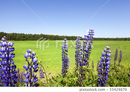 Flowering blue lupines 33429870