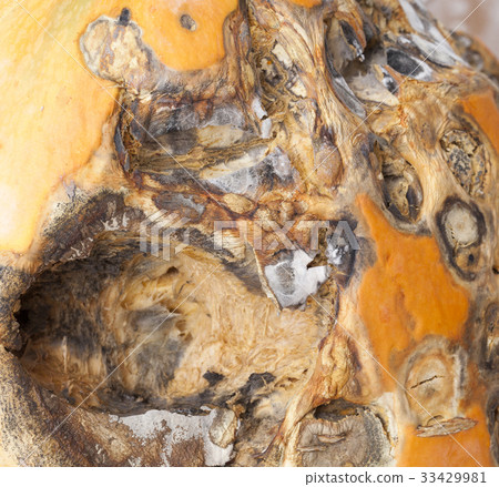 Black rotten spot Black rotten spot 33429981