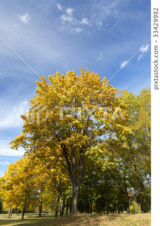 the leaves on the trees the leaves on the trees 33429982