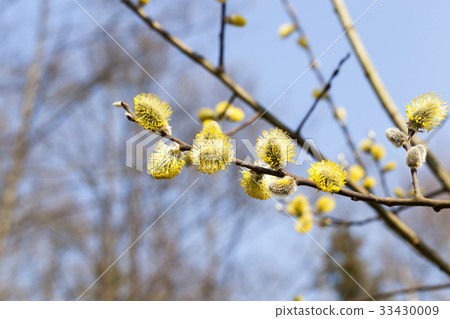 flowering willow tree flowering willow tree 33430009