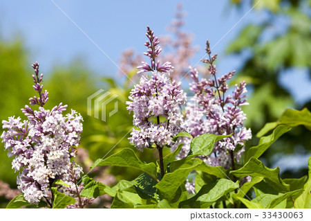 blossoming lilac blossoming lilac 33430063