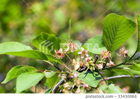 cherry flowers 33430068