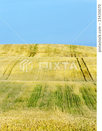 wheat field 33430070
