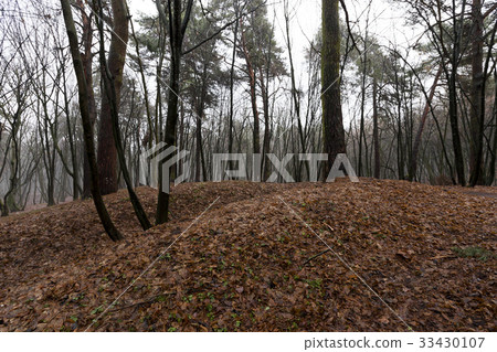 Autumn forest without trees 33430107