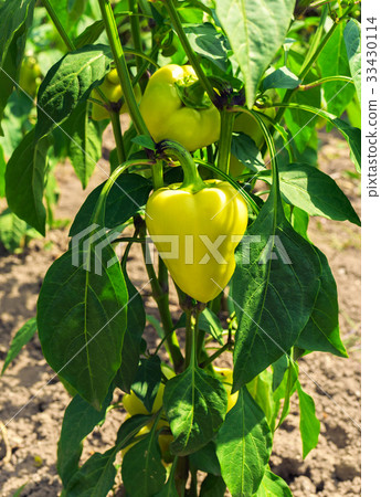 Raw yellow peppers 33430114