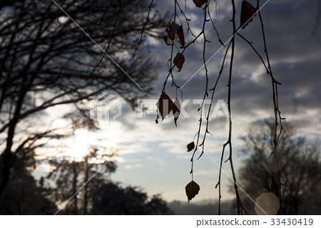 Trees in autumn Trees in autumn 33430419