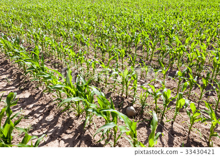 Green Corn field Green Corn field 33430421