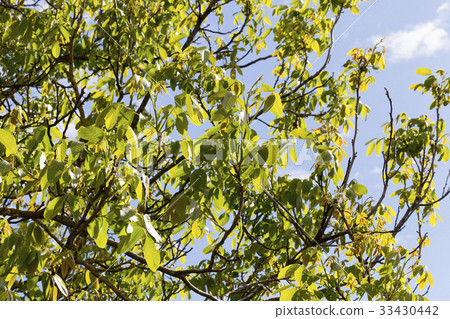 walnut tree leaves walnut tree leaves 33430442