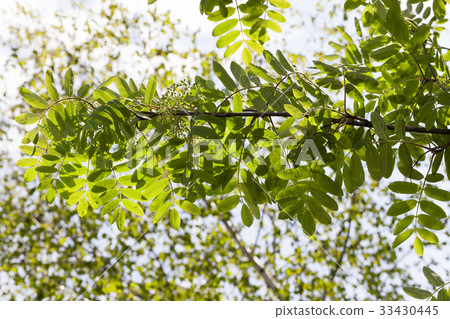 mountain ash 33430445