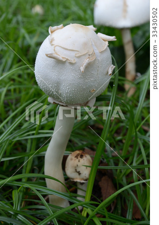 Great white moss mushrooms 33430502