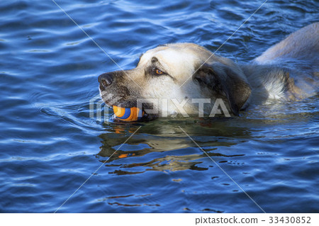 Large dog swimming in the river with a ball Large dog swimming in the river with a ball 33430852