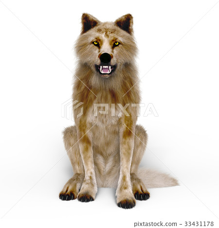 Wolf Wolf 33431178
