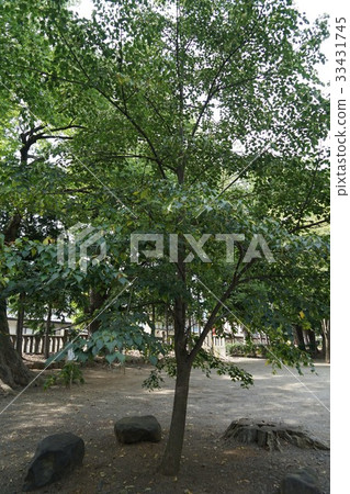 Hachiman Shrine Hinoki (Takemizubetsu Shrine) 33431745