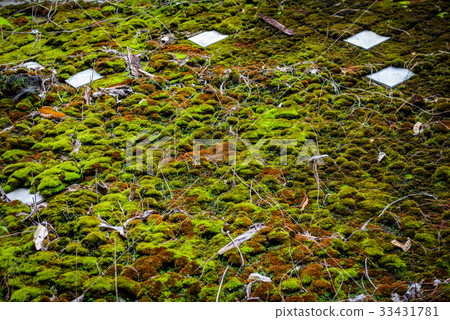 Moss and fern on the old roof of the house 33431781
