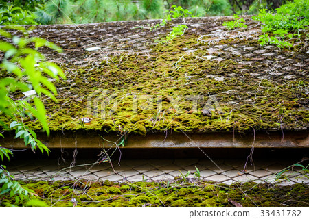 Moss and fern on the old roof of the house 33431782
