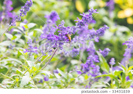 Natural beautiful lavender, flower blooming Natural beautiful lavender, flower blooming 33431839