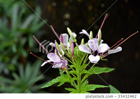 Flower of Creme 33432462