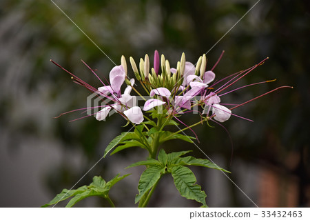 Flower of Creme 33432463