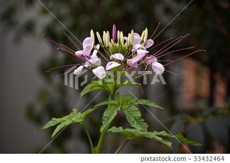 Flower of Creme Flower of Creme 33432464