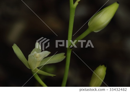 天然植物Sagamilan似乎是日本的特有物種,主要原產於關東。 天然植物Sagamilan似乎是日本的特有物種,主要原產於關東。 33432482