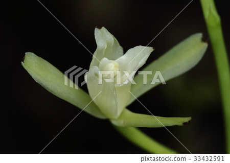 Natural plants Sagamilan, cool flowers on the forest floor of a mixed forest in the hot summer heat 2 Natural plants Sagamilan, cool flowers on the forest floor of a mixed forest in the hot summer heat 2 33432591