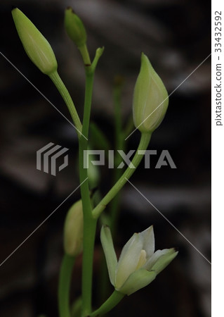 天然植物Sagamilan,真菌異養植物沒有葉子但莖顏色是乾淨的綠色 天然植物Sagamilan,真菌異養植物沒有葉子但莖顏色是乾淨的綠色 33432592