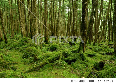 長野縣的Shirakoma森林，Yatsugatake 33432603