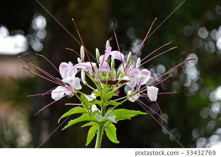 Flower of Creme 33432769