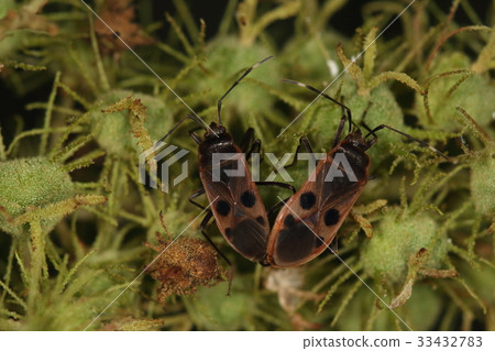 生物昆蟲兩面笑笑，笑臉。它看起來比干蠅更有趣 33432783