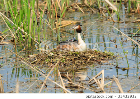 Griffon Pond, Water Fog Park, Gwangju, Gyeonggi-do Griffon Pond, Water Fog Park, Gwangju, Gyeonggi-do 33432932